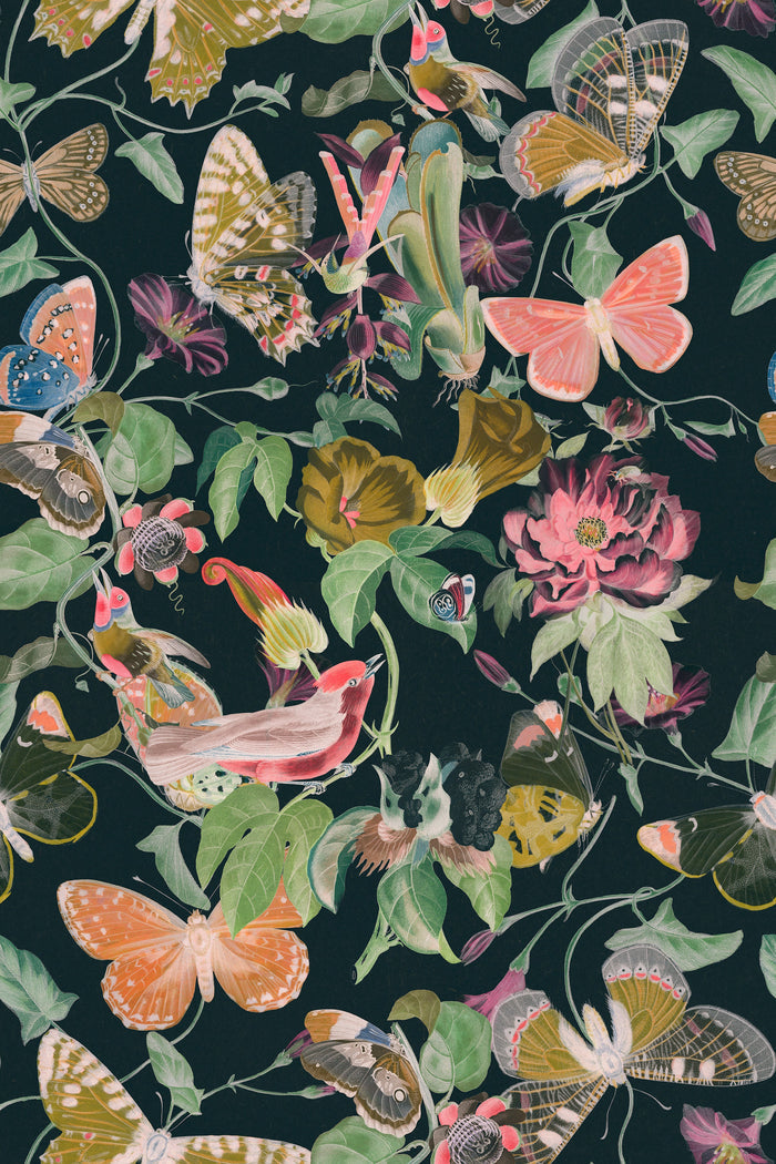 Butterfly Kingdom / Dark