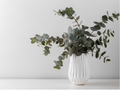 Eucalyptus FO