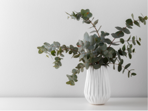 Eucalyptus FO