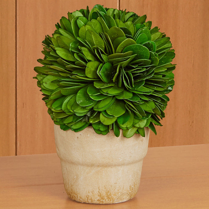 Mini Preserved Boxwood Topiaries