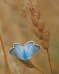 paint by numbers kit Adonis Blue - Custom paint by number