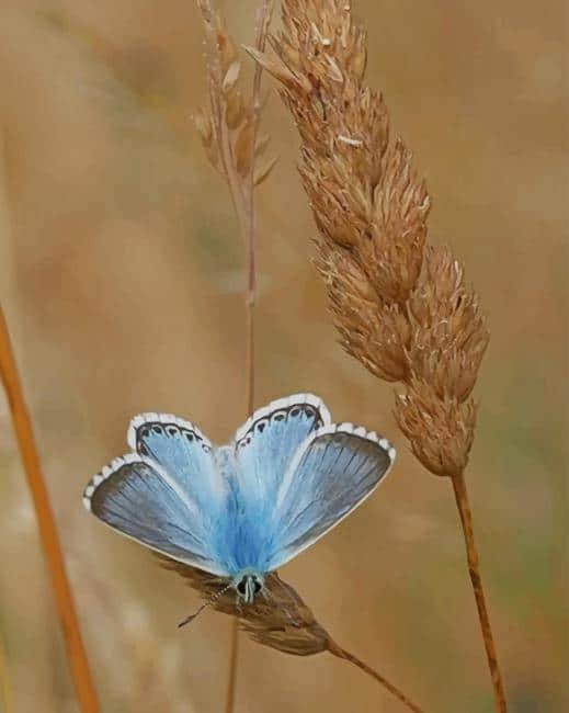 paint by numbers kit Adonis Blue - Custom paint by number