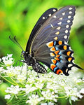 paint by numbers kit Black Butterfly - Custom paint by number