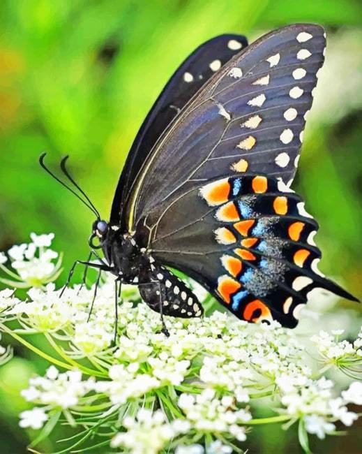 paint by numbers kit Black Butterfly - Custom paint by number