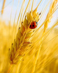paint by numbers kit Ladybug On A Grain Of Wheat - Custom paint by number