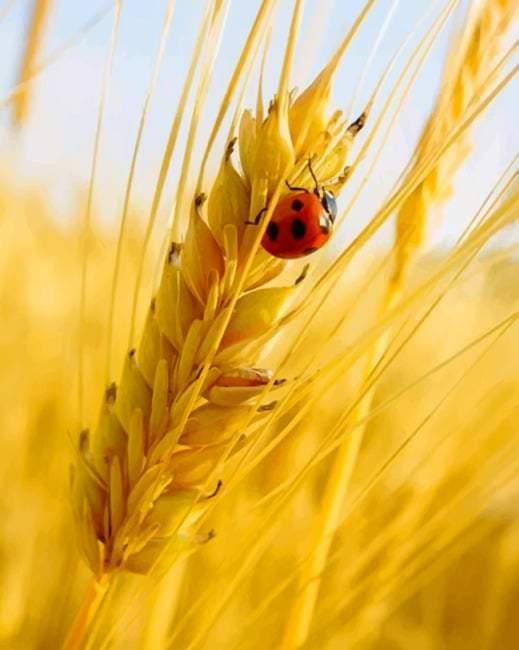 paint by numbers kit Ladybug On A Grain Of Wheat - Custom paint by number