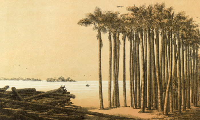 Palm Haven