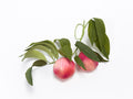 Summer Peaches (Paper)