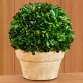 Tabletop Preserved Boxwood Topiaries